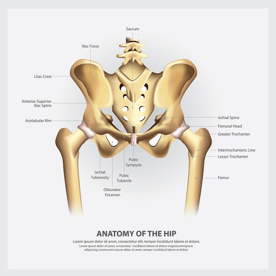 Comprehensive Hip Care - John C. Clohisy, MD